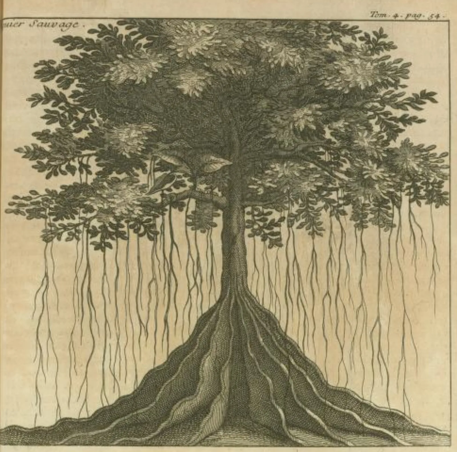 Figuier Maudit from Labats Voyage in Ayers Coll NULL
