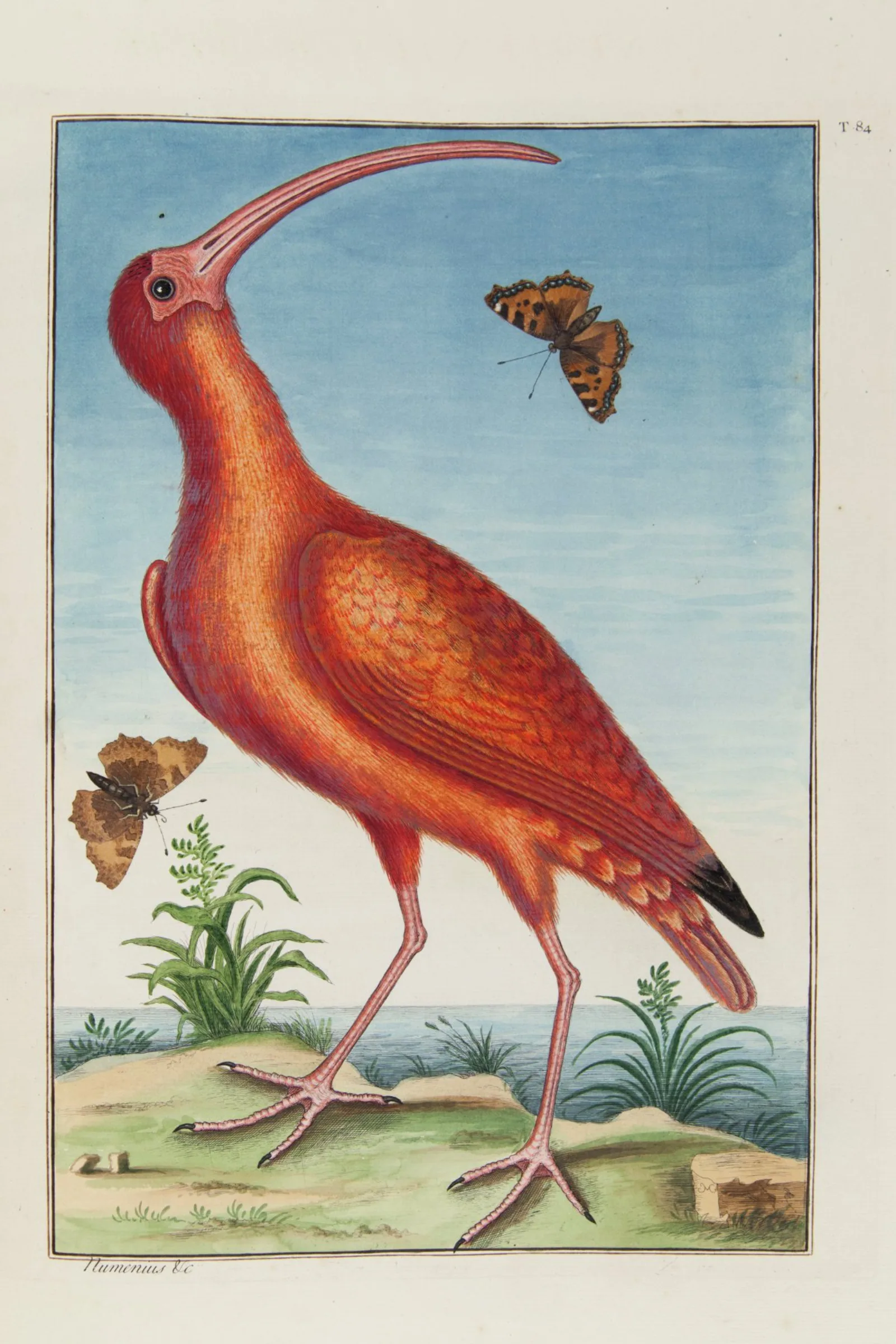 From Mark Catesby, The Natural History of Carolina, Florida, and the Bahama Islands.