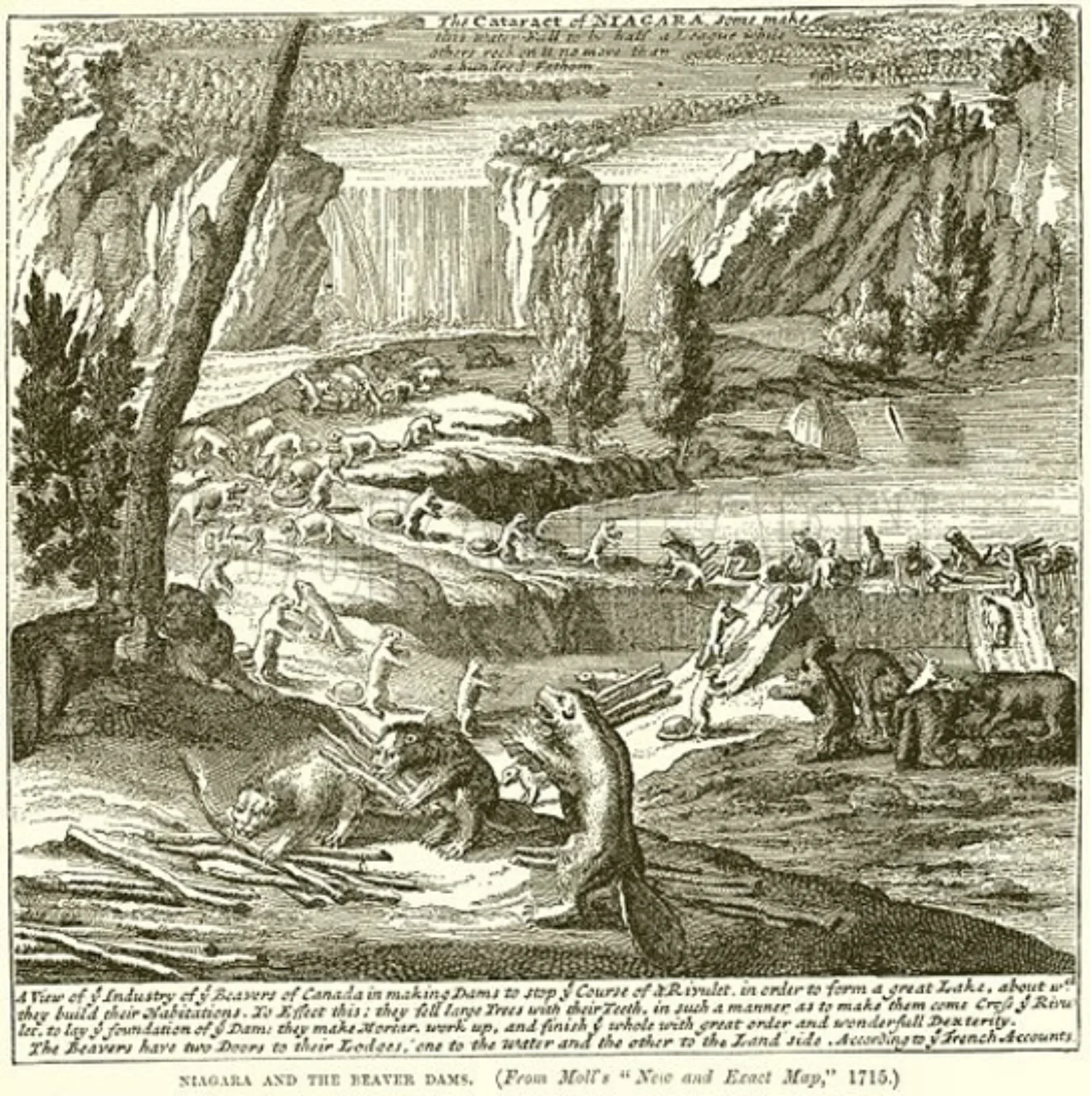 Beavers