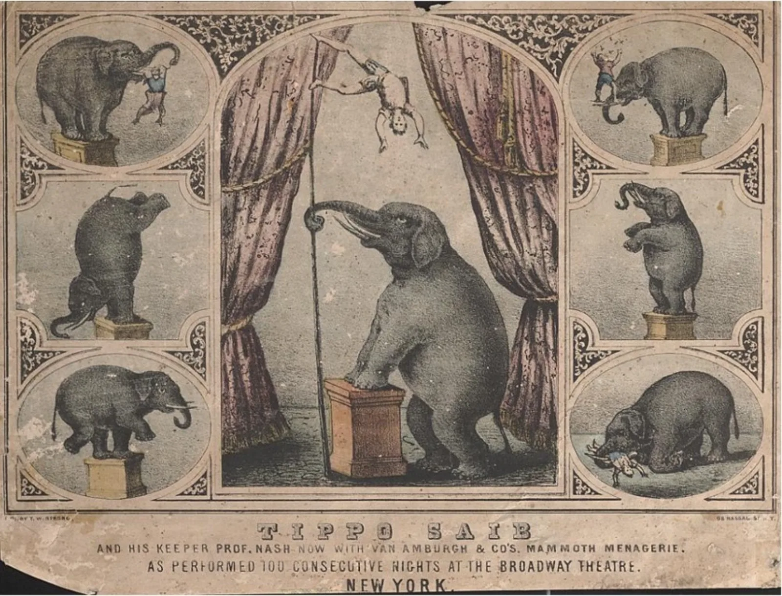 Tippo's tricks, courtesy of the Ringling Museum