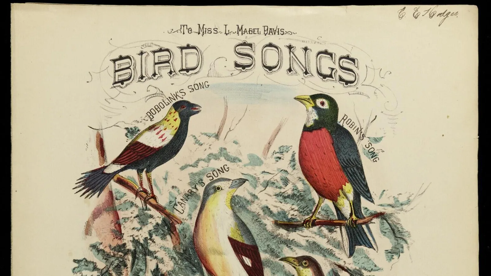 Ord driscoll series 00017 box 00344 bird songs 001