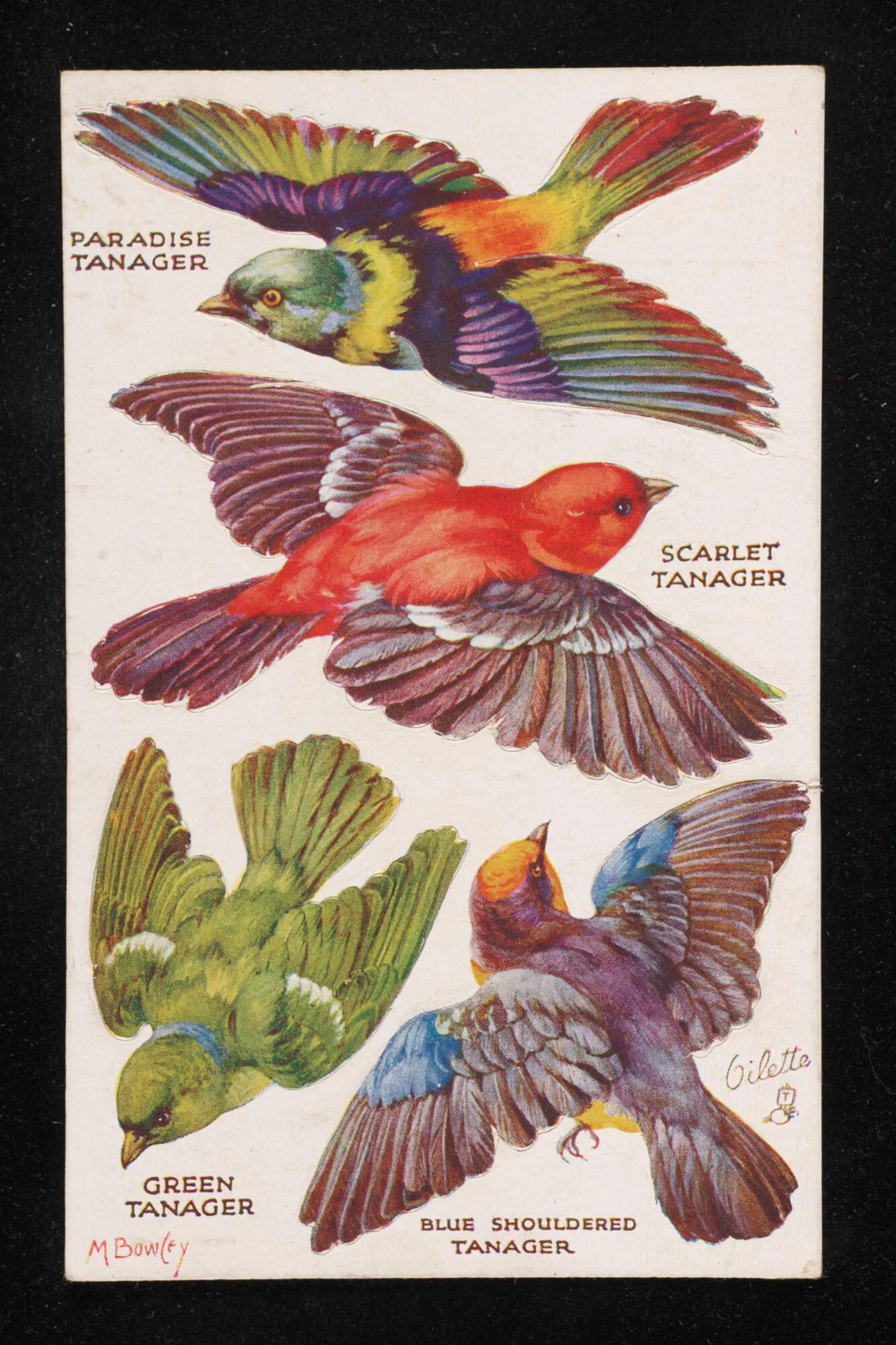 Oilette postcards