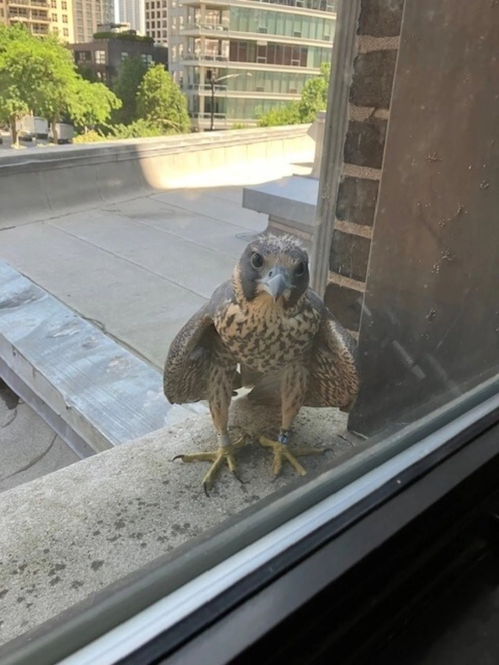 Lizzy Falcon