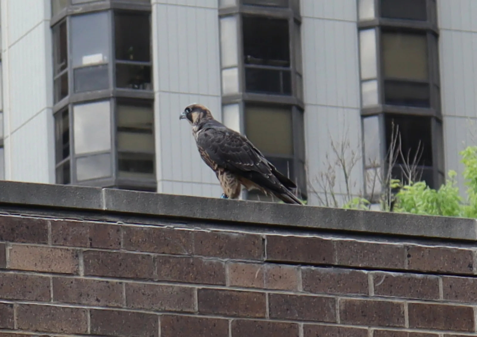 Lizzy Falcon 2